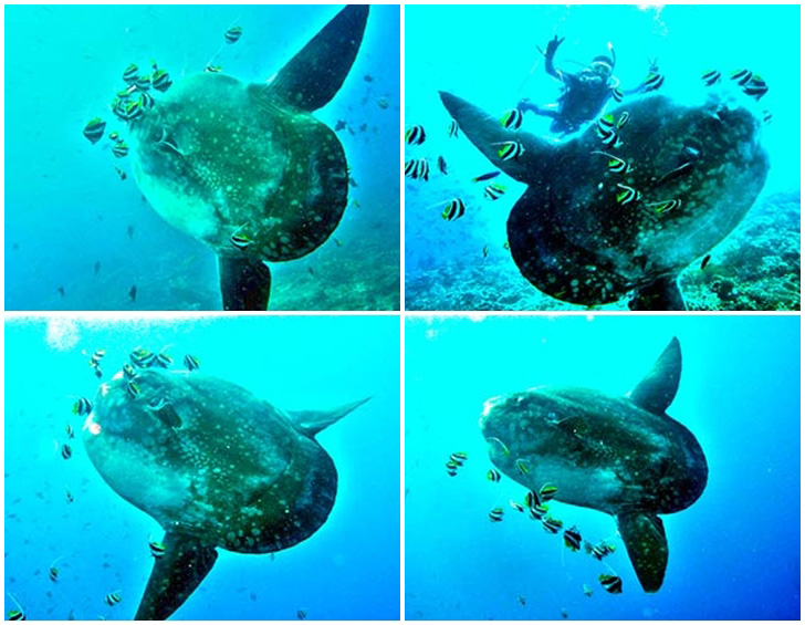 Gili Tepekong Mola Mola Tauchen